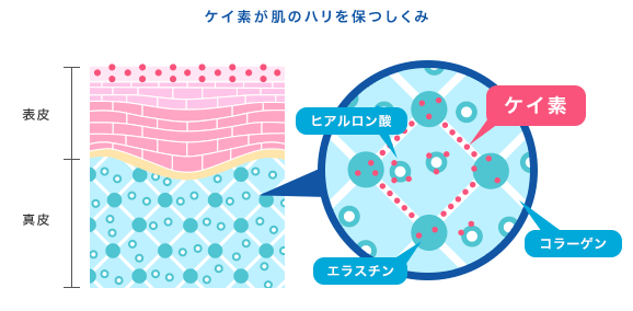 ケイ素が肌のハリを保つしくみ