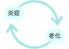 炎症と老化のサイクル