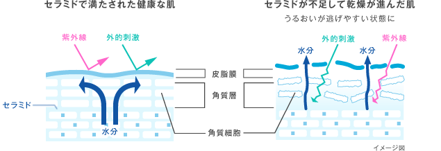 セラミドで満たされた健康な肌とセラミドが不足して乾燥が進んだ肌