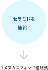 セラミドを補給!→コメヌカスフィンゴ糖脂質