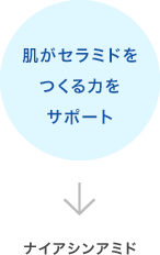 肌がセラミドをつくる力をサポート→ナイアシンアミド