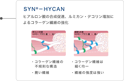 SYN®-HYCAN ヒアルロン酸の合成促進 ルミカン・デコリン増加によるコラーゲン繊維の強化
